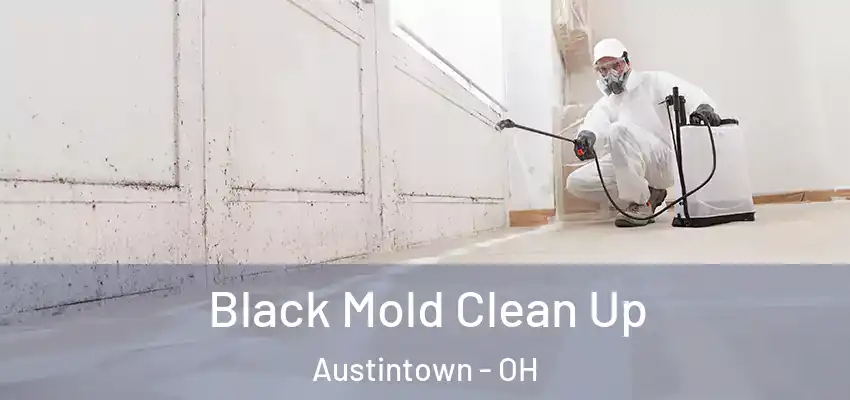Black Mold Clean Up Austintown - OH