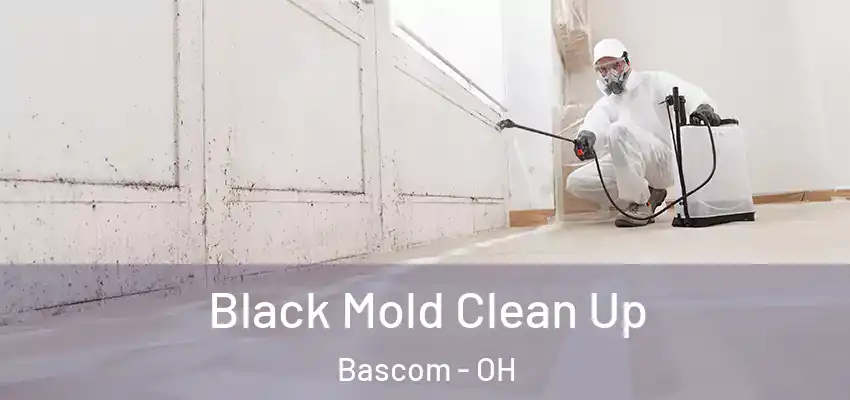  Black Mold Clean Up Bascom - OH