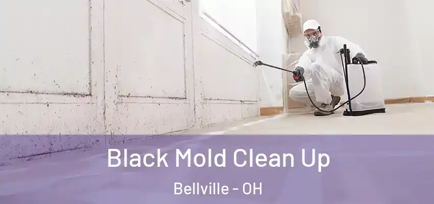 Black Mold Clean Up Bellville - OH