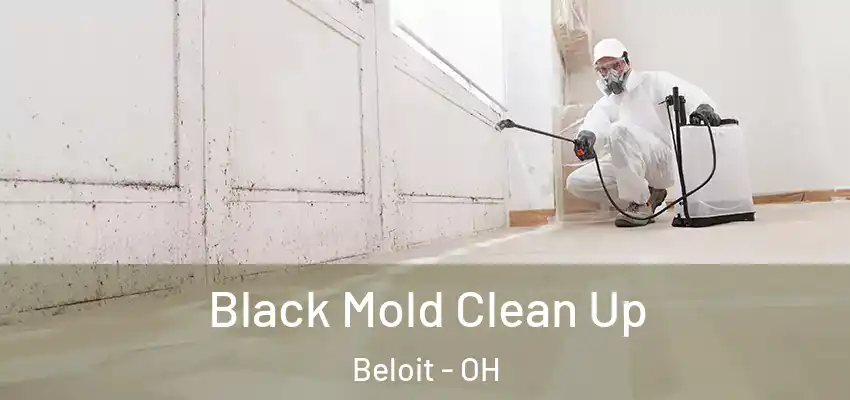 Black Mold Clean Up Beloit - OH
