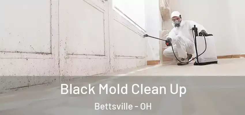 Black Mold Clean Up Bettsville - OH
