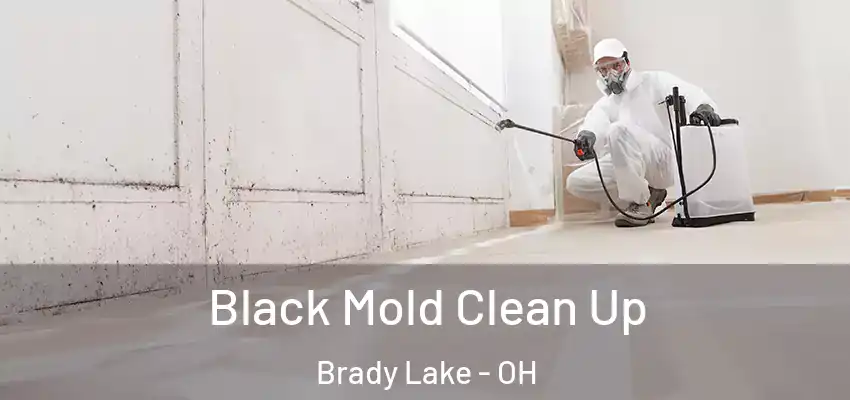 Black Mold Clean Up Brady Lake - OH