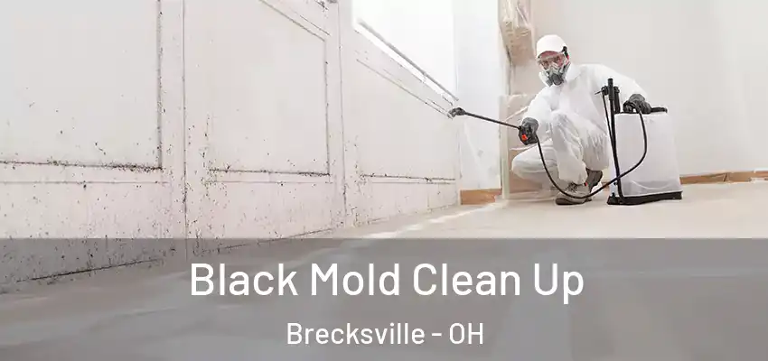  Black Mold Clean Up Brecksville - OH