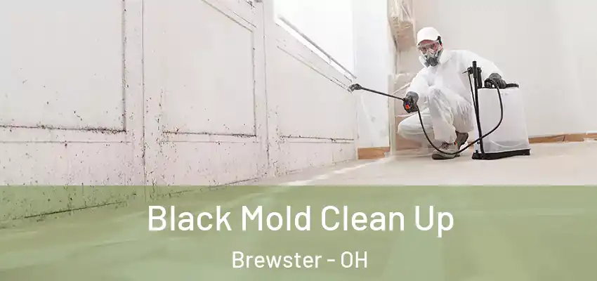 Black Mold Clean Up Brewster - OH