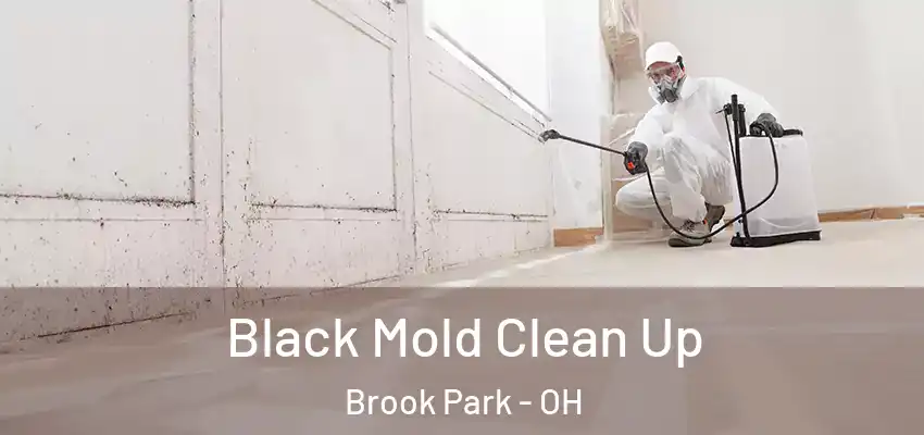 Black Mold Clean Up Brook Park - OH