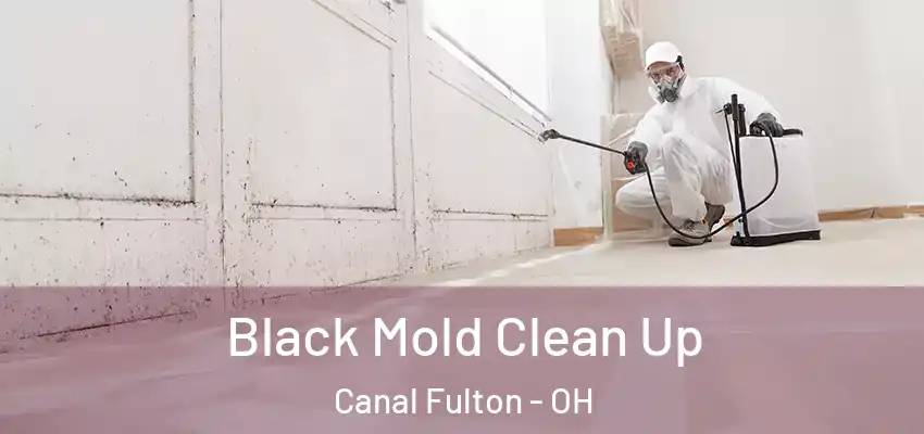  Black Mold Clean Up Canal Fulton - OH