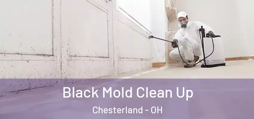 Black Mold Clean Up Chesterland - OH