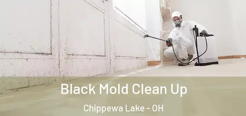 Black Mold Clean Up Chippewa Lake - OH
