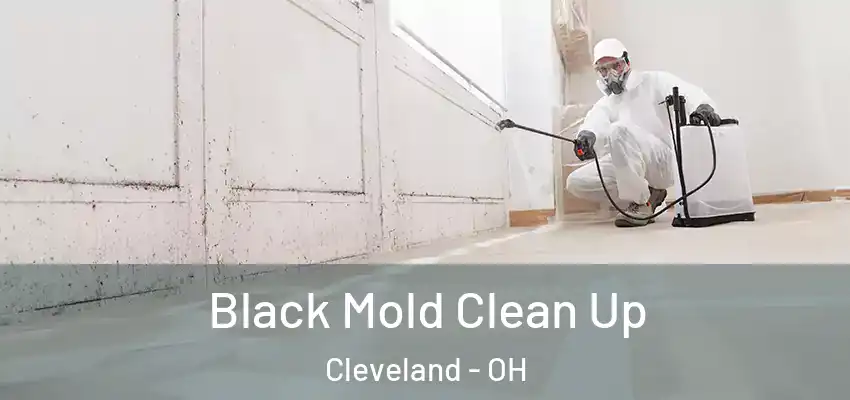 Black Mold Clean Up Cleveland - OH
