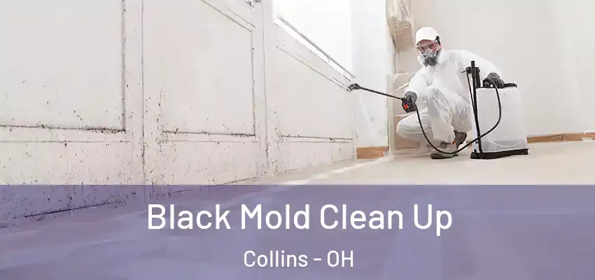 Black Mold Clean Up Collins - OH