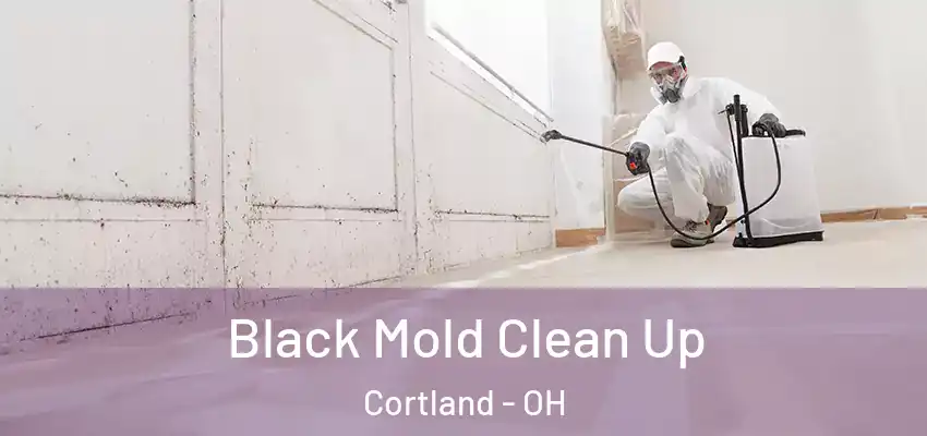 Black Mold Clean Up Cortland - OH