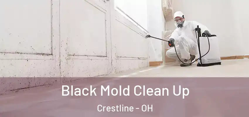 Black Mold Clean Up Crestline - OH