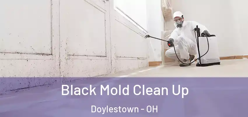 Black Mold Clean Up Doylestown - OH