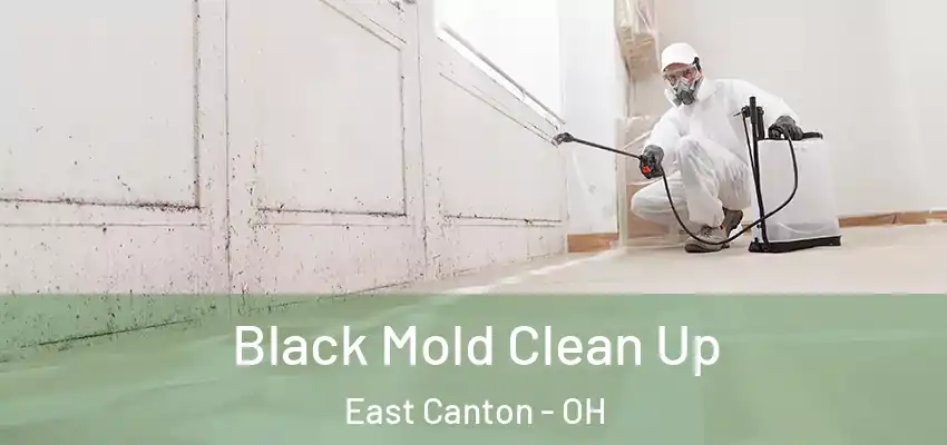  Black Mold Clean Up East Canton - OH