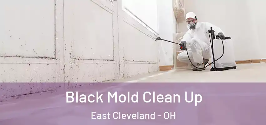 Black Mold Clean Up East Cleveland - OH