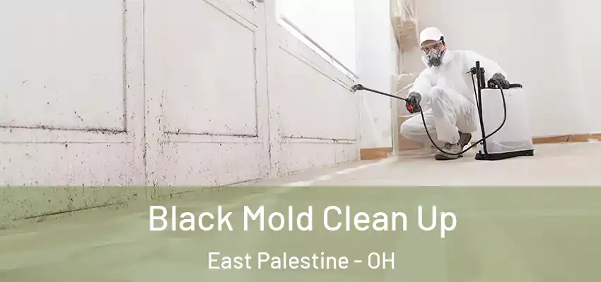  Black Mold Clean Up East Palestine - OH