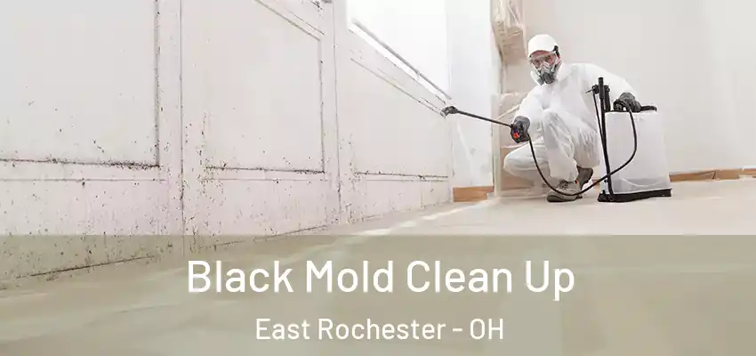  Black Mold Clean Up East Rochester - OH