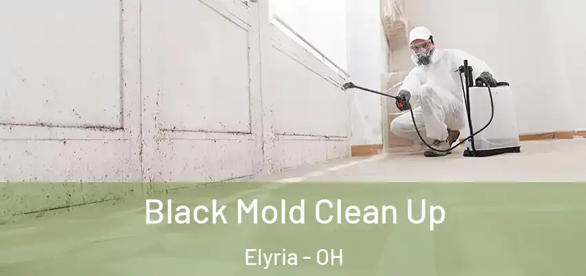 Black Mold Clean Up Elyria - OH