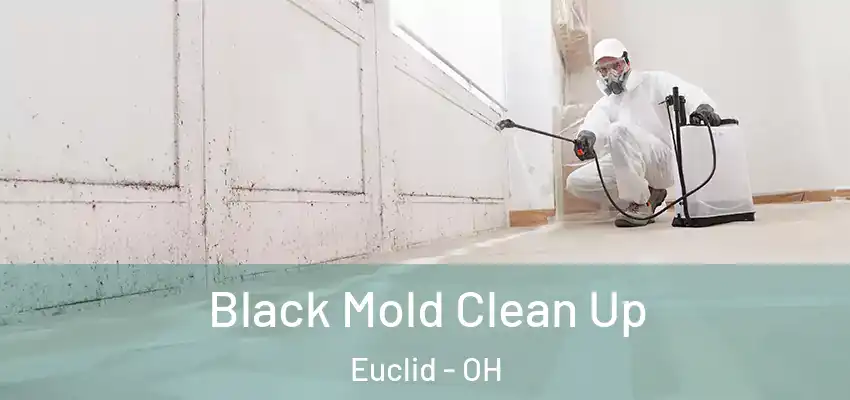  Black Mold Clean Up Euclid - OH