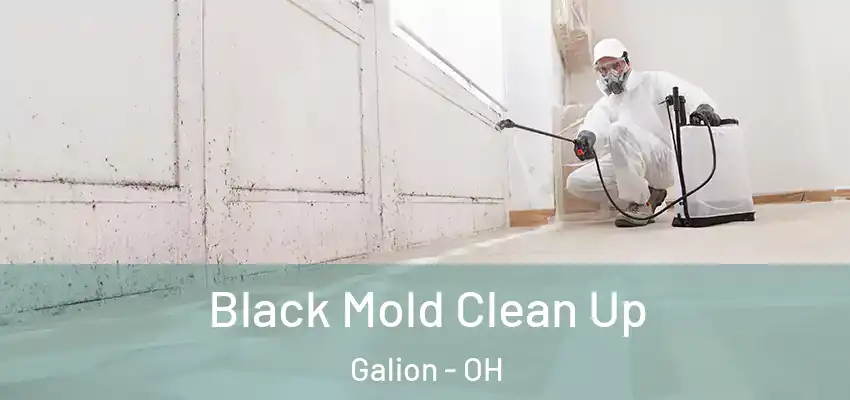  Black Mold Clean Up Galion - OH