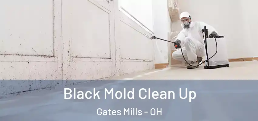 Black Mold Clean Up Gates Mills - OH