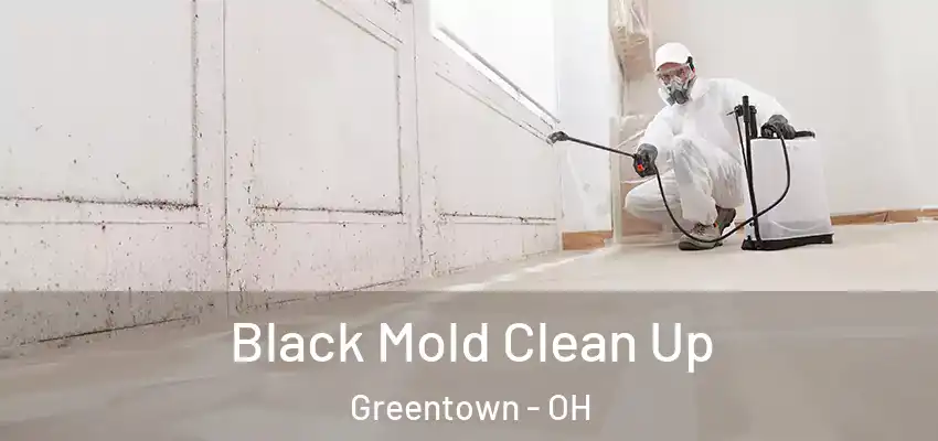 Black Mold Clean Up Greentown - OH