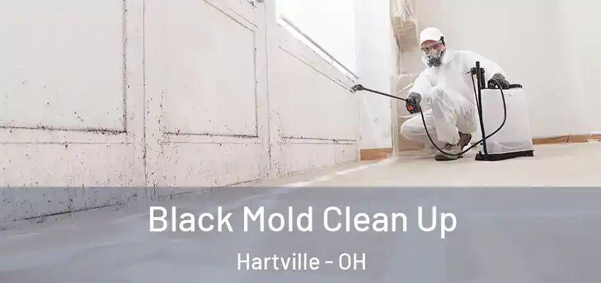  Black Mold Clean Up Hartville - OH