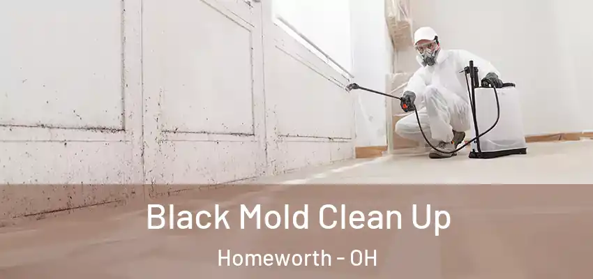 Black Mold Clean Up Homeworth - OH