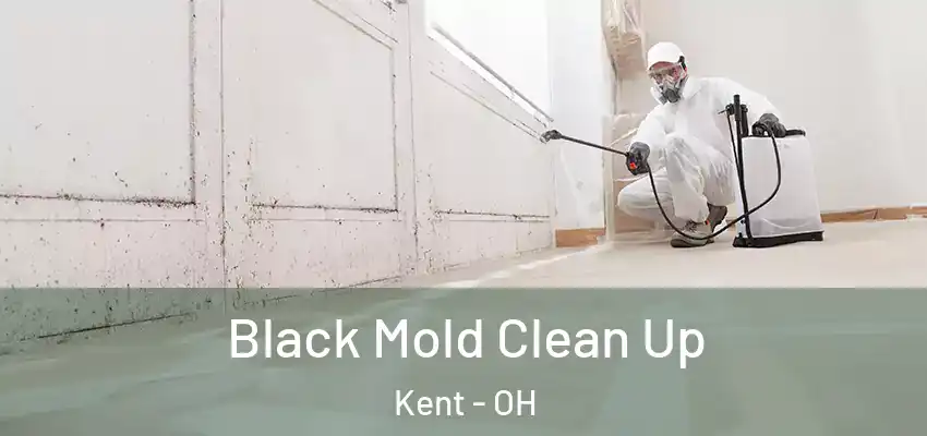  Black Mold Clean Up Kent - OH