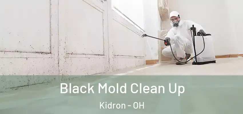  Black Mold Clean Up Kidron - OH