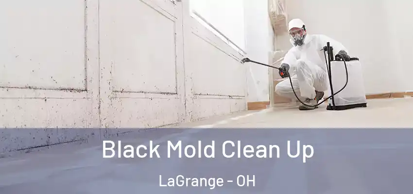 Black Mold Clean Up LaGrange - OH