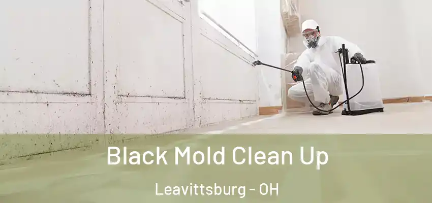 Black Mold Clean Up Leavittsburg - OH