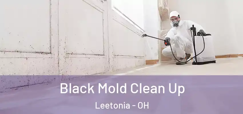  Black Mold Clean Up Leetonia - OH