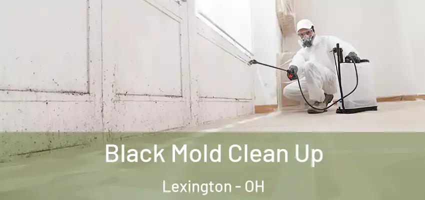  Black Mold Clean Up Lexington - OH