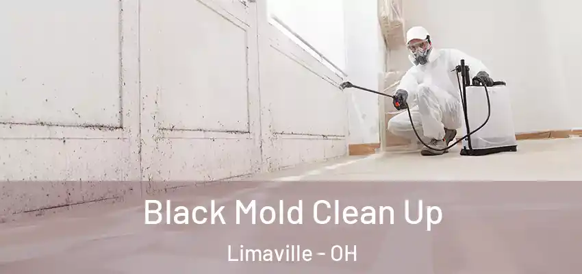  Black Mold Clean Up Limaville - OH