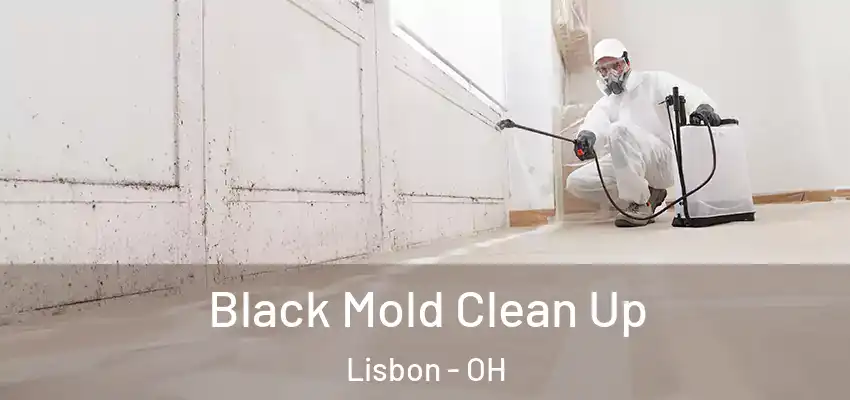 Black Mold Clean Up Lisbon - OH