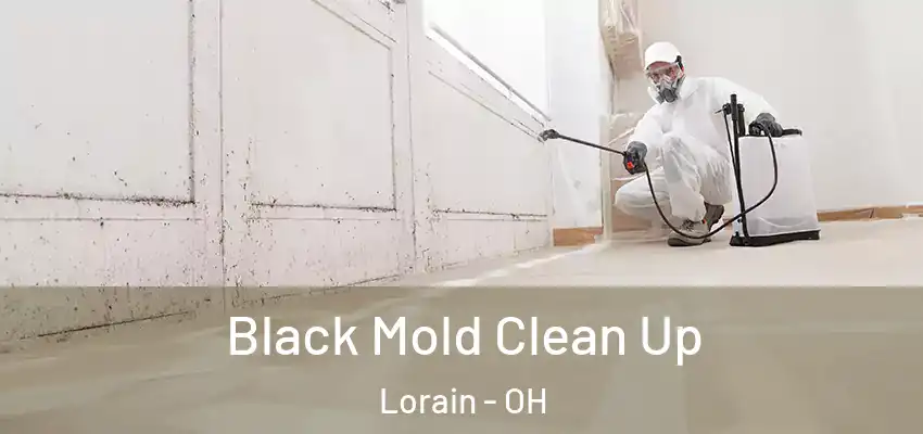 Black Mold Clean Up Lorain - OH