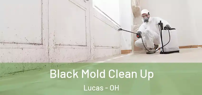  Black Mold Clean Up Lucas - OH