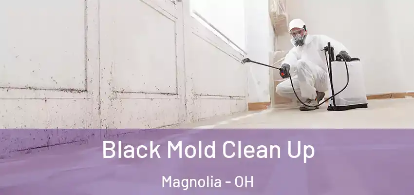  Black Mold Clean Up Magnolia - OH