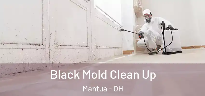 Black Mold Clean Up Mantua - OH