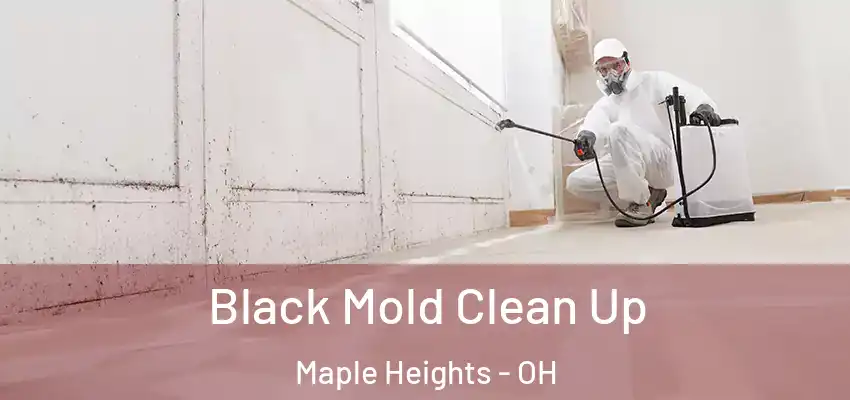  Black Mold Clean Up Maple Heights - OH