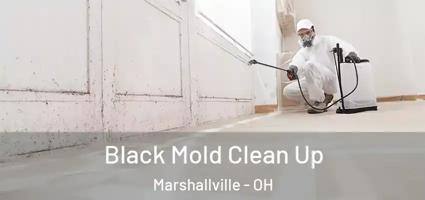  Black Mold Clean Up Marshallville - OH