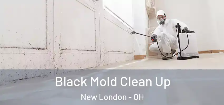  Black Mold Clean Up New London - OH