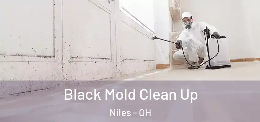 Black Mold Clean Up Niles - OH