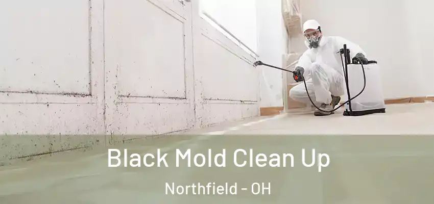  Black Mold Clean Up Northfield - OH