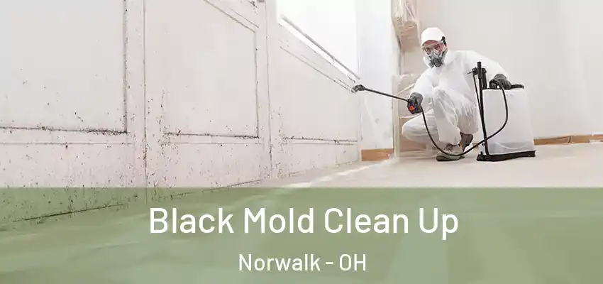 Black Mold Clean Up Norwalk - OH