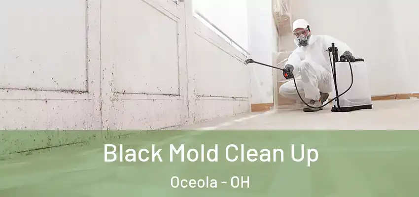  Black Mold Clean Up Oceola - OH