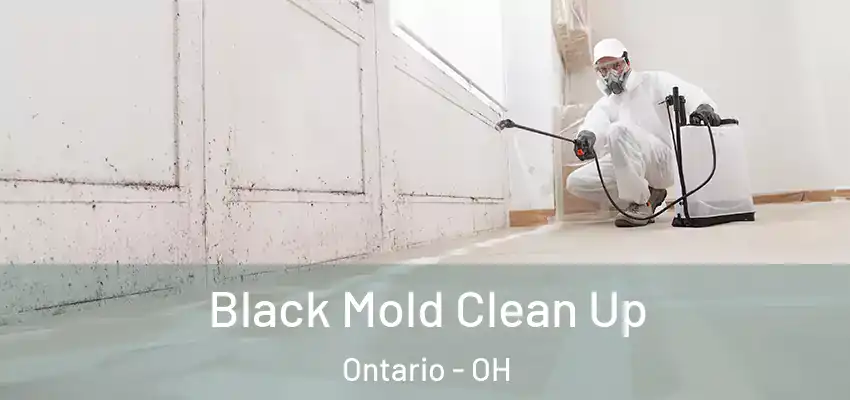  Black Mold Clean Up Ontario - OH
