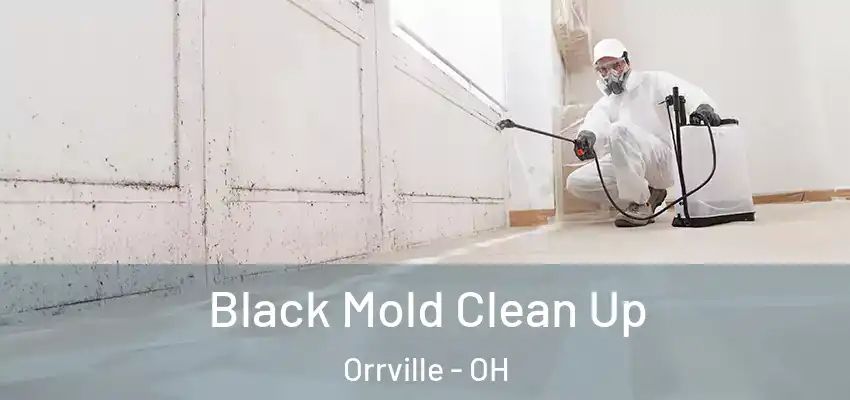  Black Mold Clean Up Orrville - OH