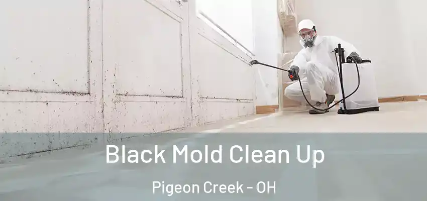  Black Mold Clean Up Pigeon Creek - OH